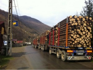 transport-lemn-apuseni
